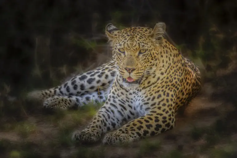 African Leopard