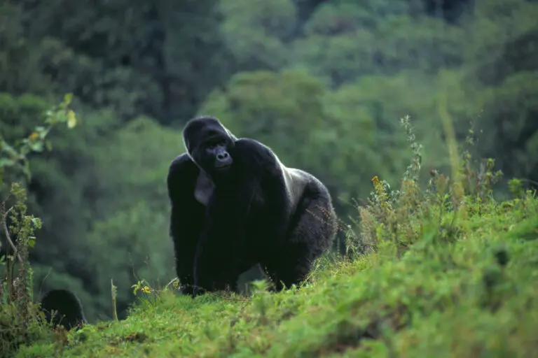  (3736) Oscar präsentiert: Aus Afrika, Tiere, Wildtiere