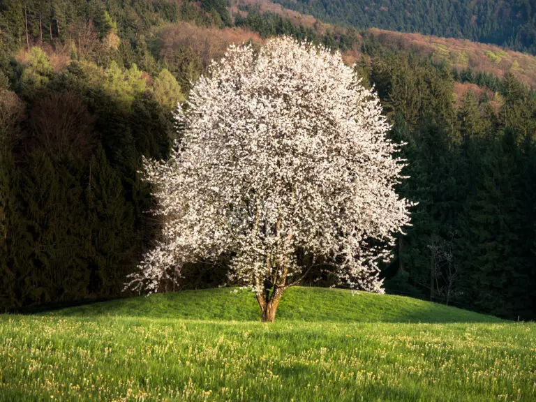 Blühender Apfelbaum im Schwarzwald