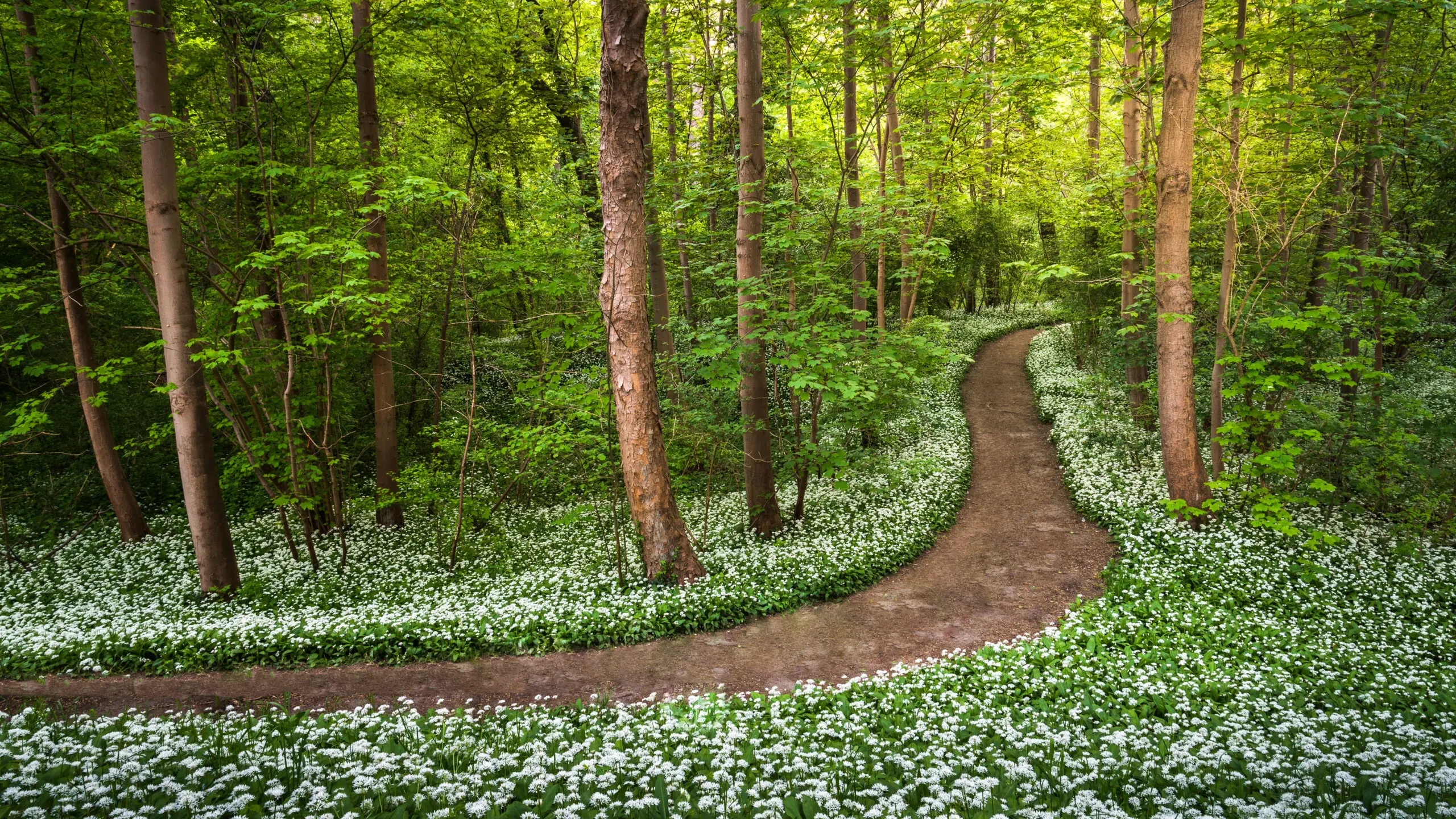 Weg durch Walder voller Bärlauch im Frühling 2