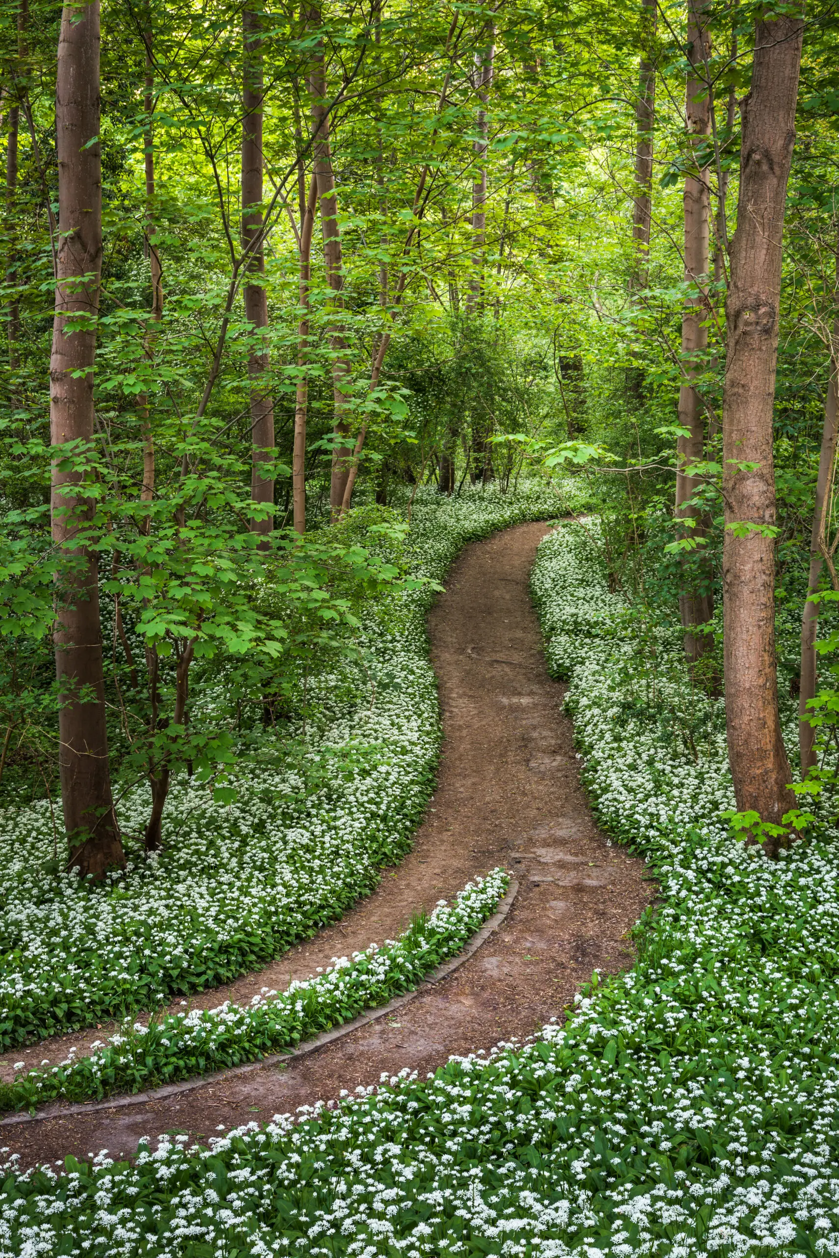 Weg durch Walder voller Bärlauch im Frühling 6