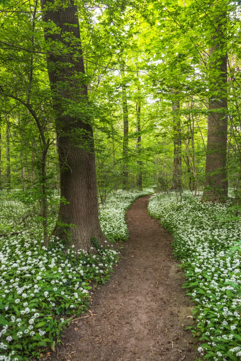 Weg durch Walder voller Bärlauch im Frühling 3