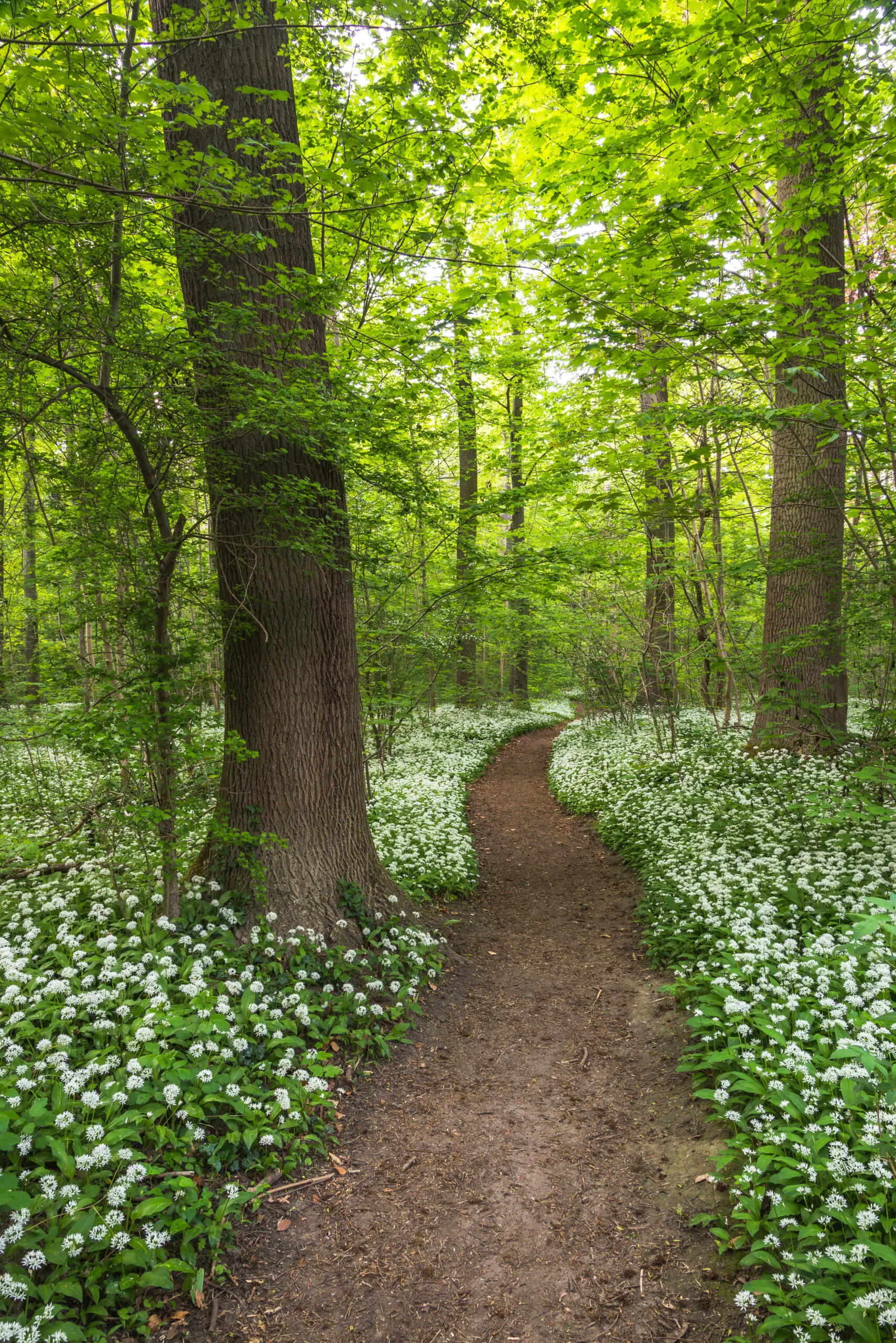 Weg durch Walder voller Bärlauch im Frühling 3