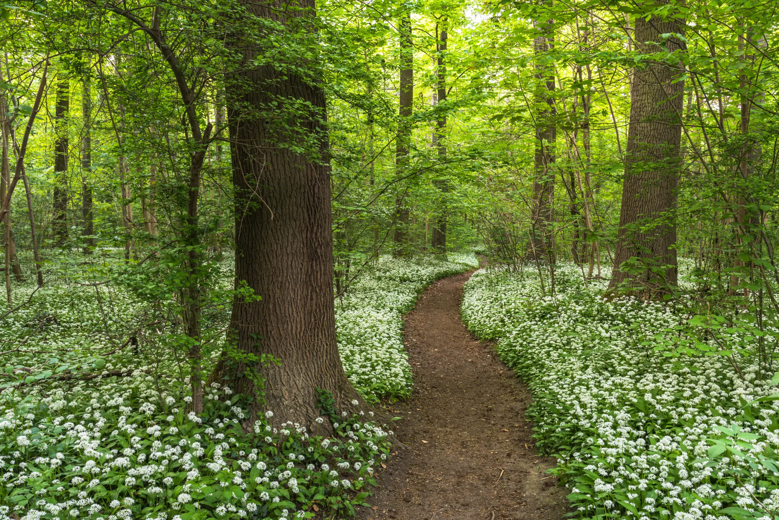 Weg durch Walder voller Bärlauch im Frühling 4