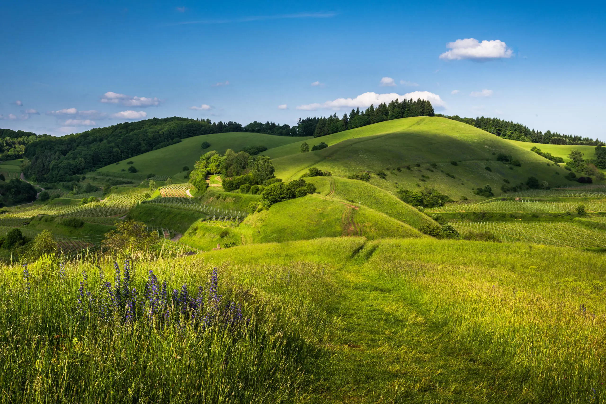 Weg über Hügel im Frühling im Kaiserstuhl 1