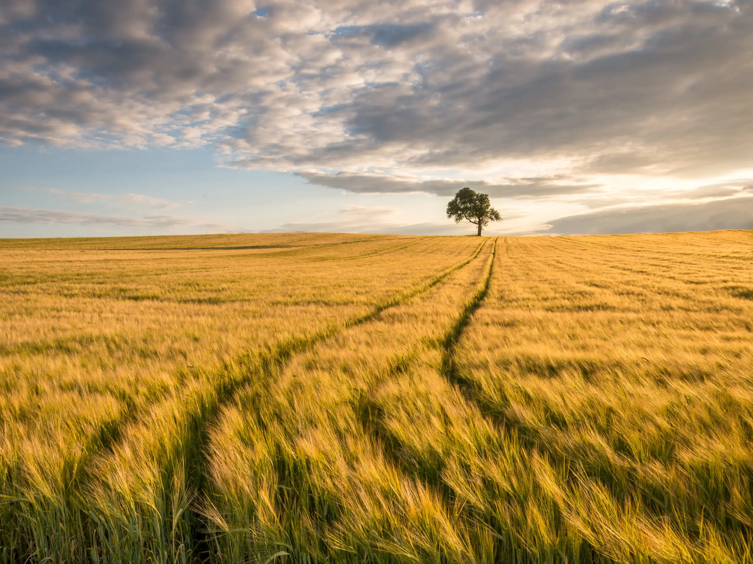 Einsamer Baum im Kornfeld