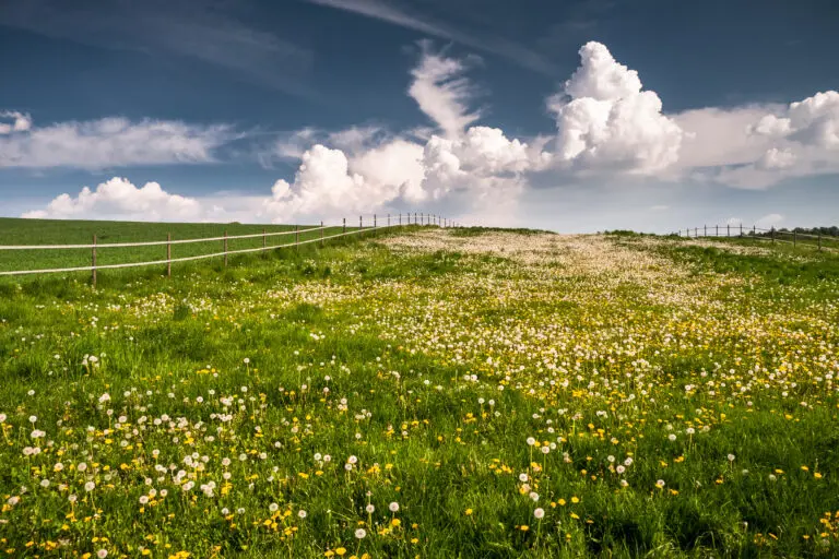 Wiese voller Löwenzahn im Frühling