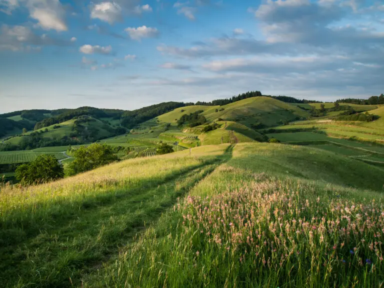 Weg über frühlingshafte Hügel im Kaiserstuhl