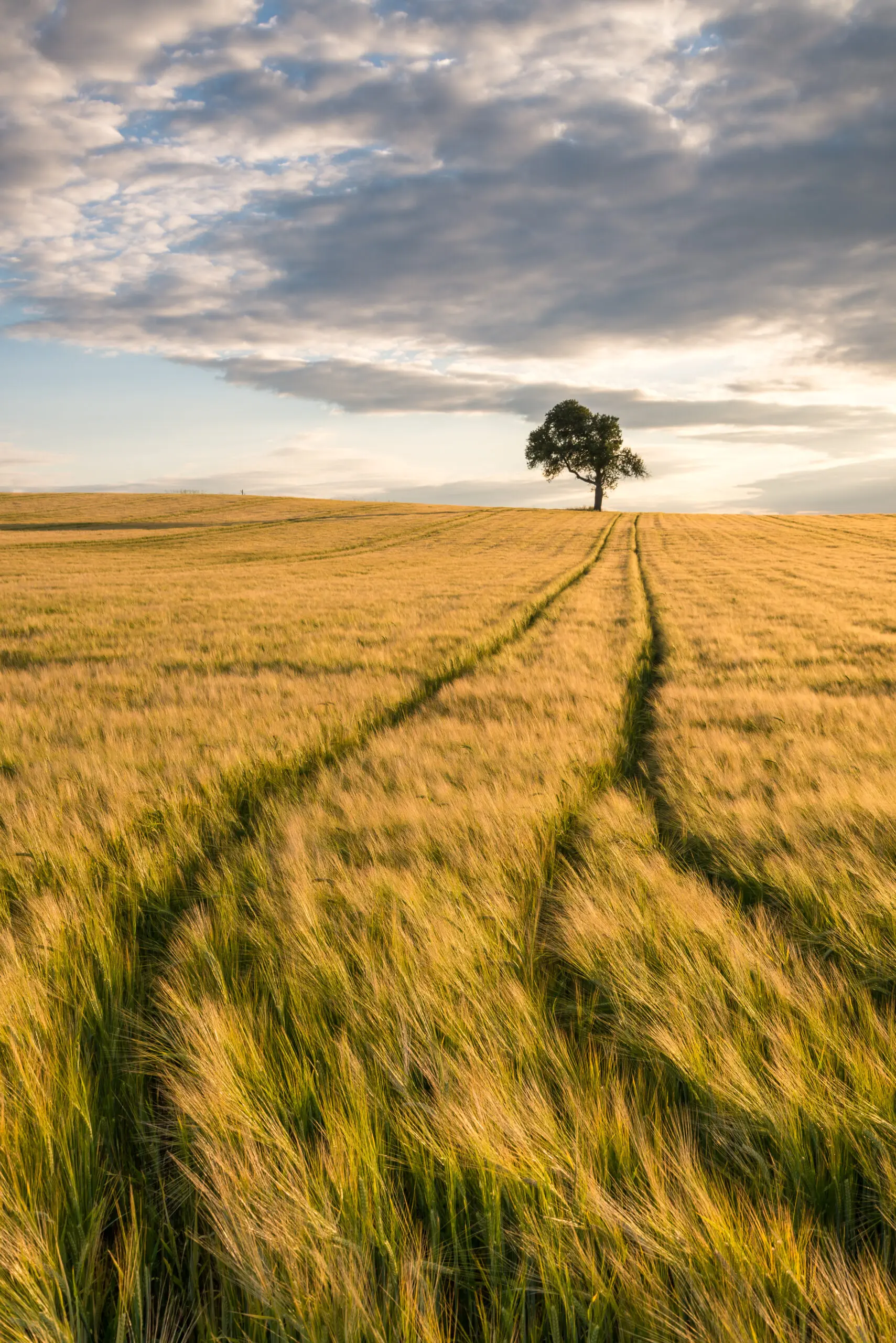 Einsamer Baum im Kornfeld