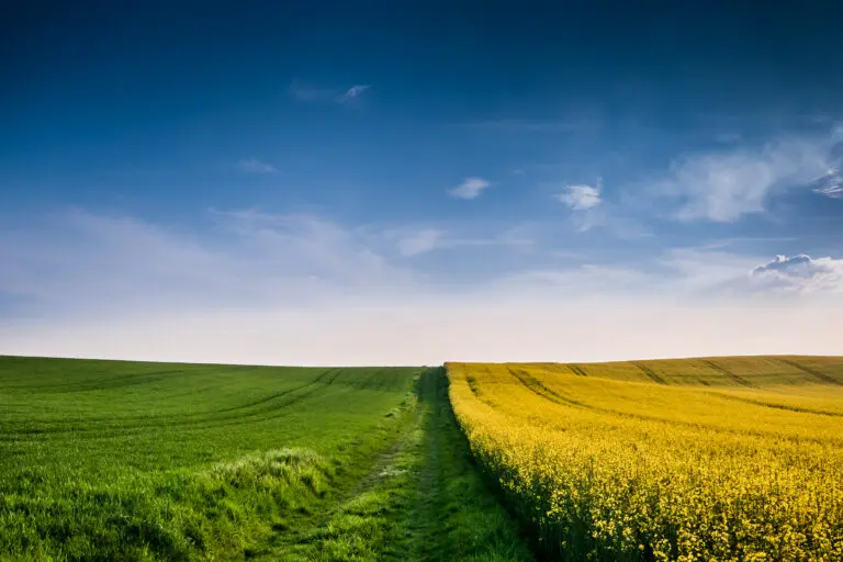 Weg über Rapsfelder und Wiesen