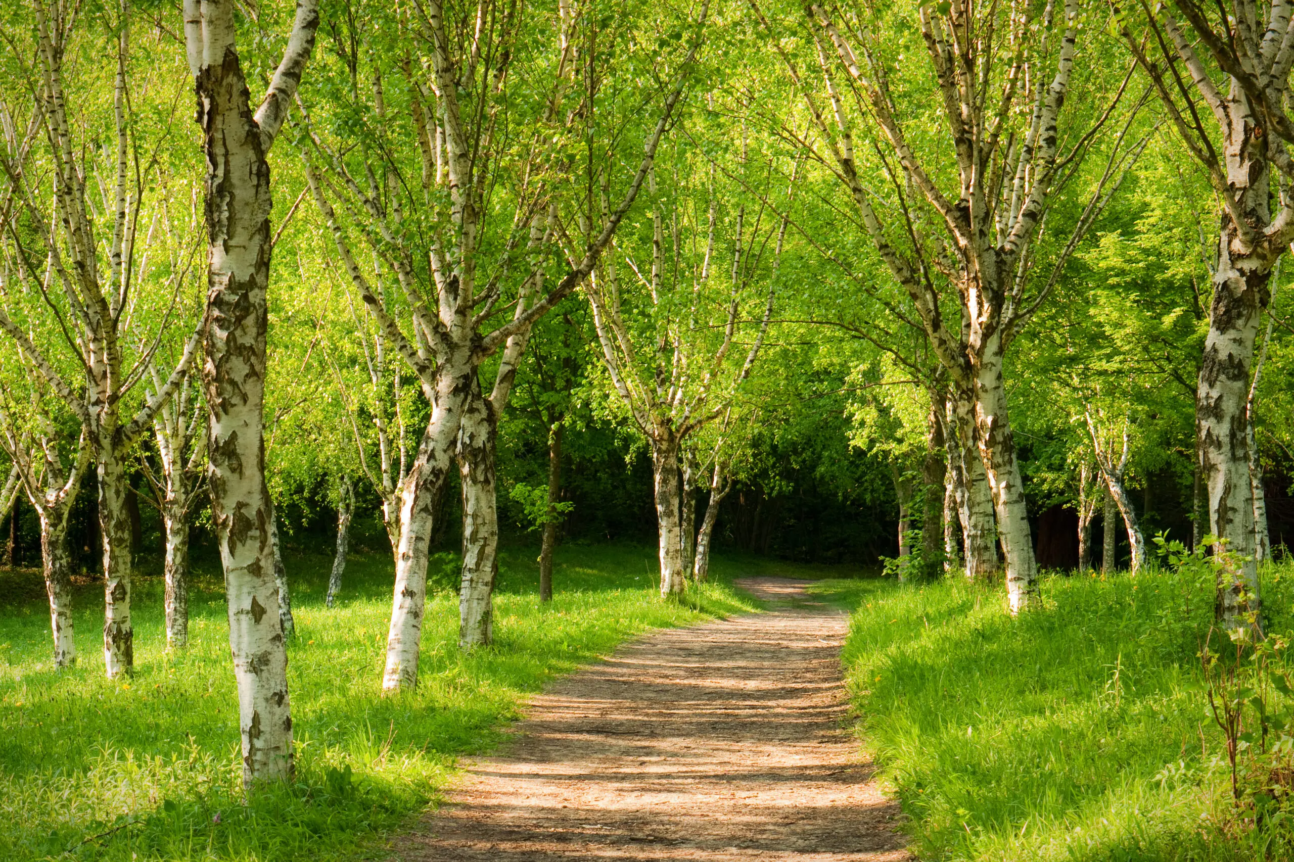 Birkenwald im Frühling