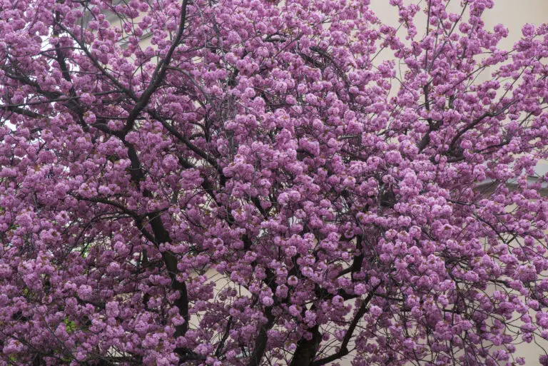  (3758) Japonese präsentiert: Details und Strukturen, Kreatives, Natur, Sonstige Naturdetails