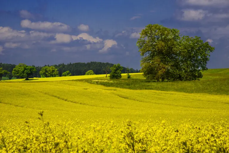 Yellow Carpet