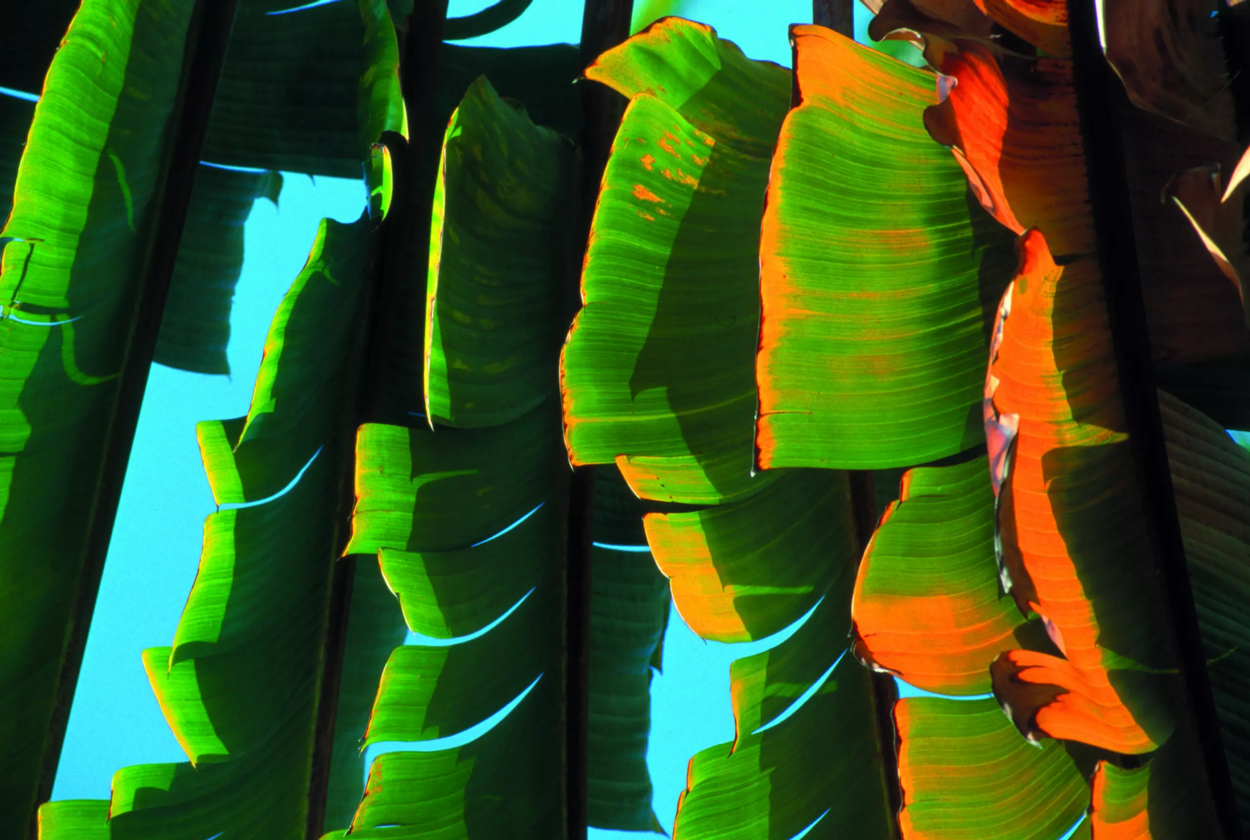 Wandbild (3785) Bananaleave präsentiert: Details und Strukturen,Natur,Blätter,Sonstige Naturdetails,Pflanzen