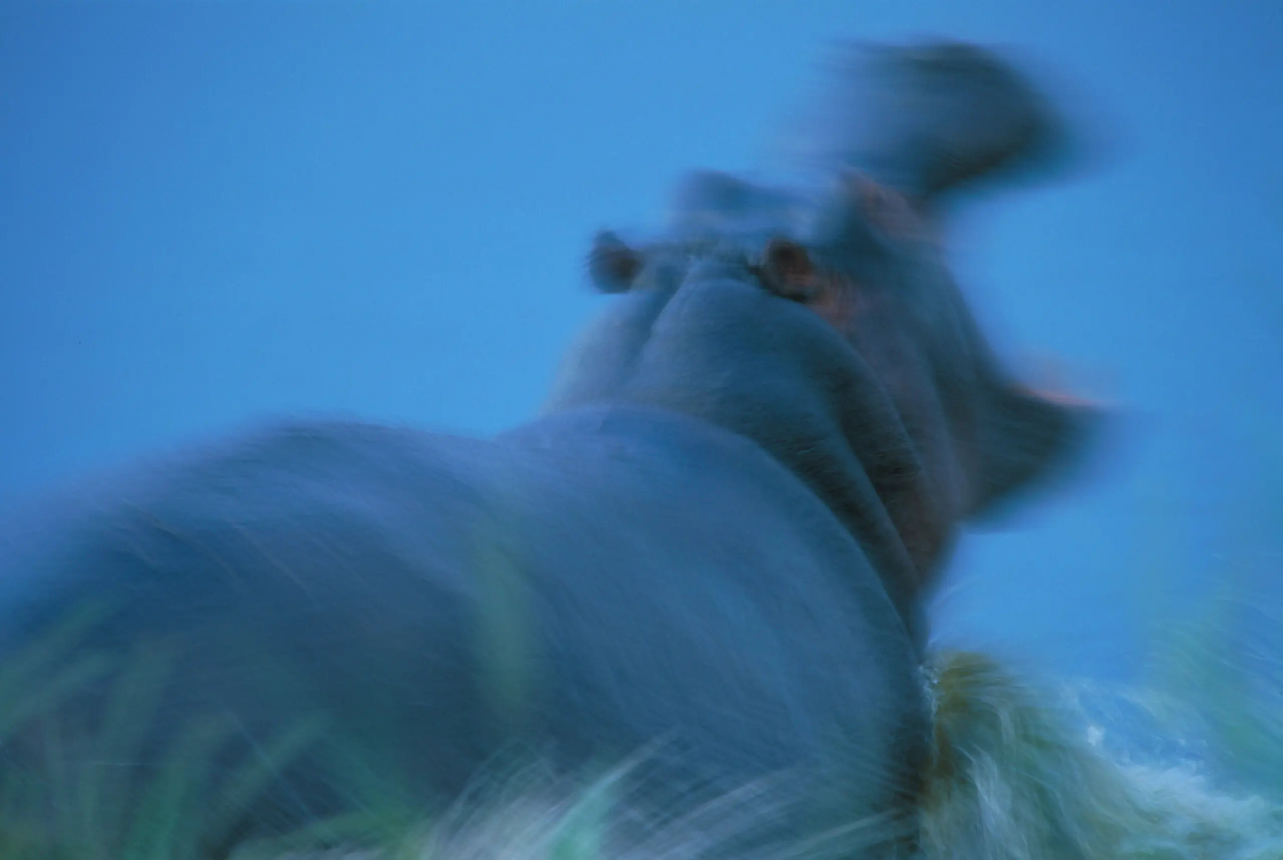 Wandbild (3784) Hippo attack präsentiert: Tiere,Natur,Sonstige Tiere,Wildtiere,Aus Afrika