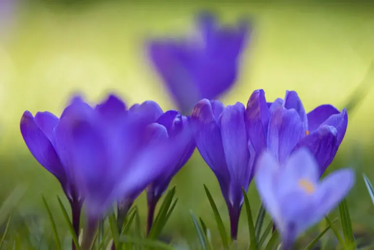 Spring time