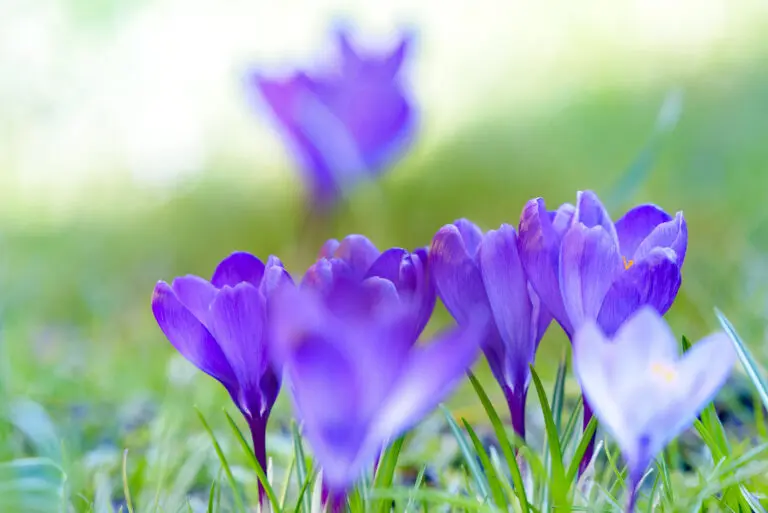 Strahlender Frühling