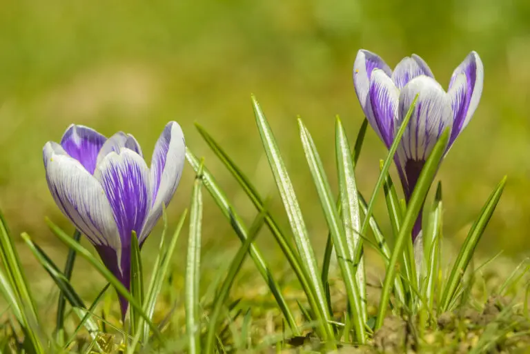 2 Lila Krokusse