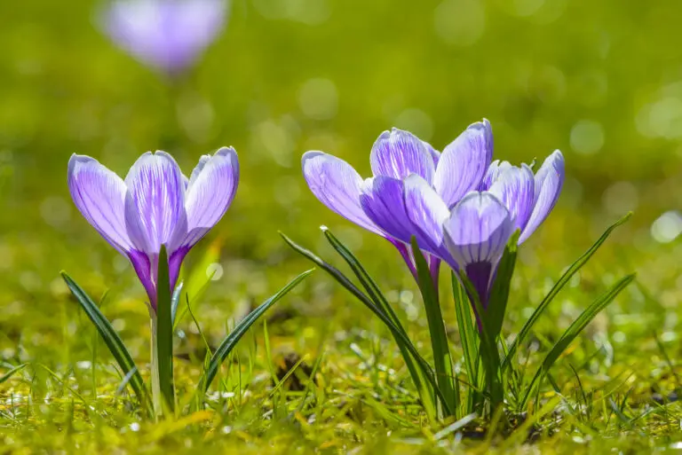 Frühlingserwachen