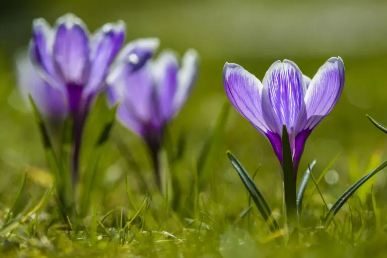 Hurra der Frühling 3