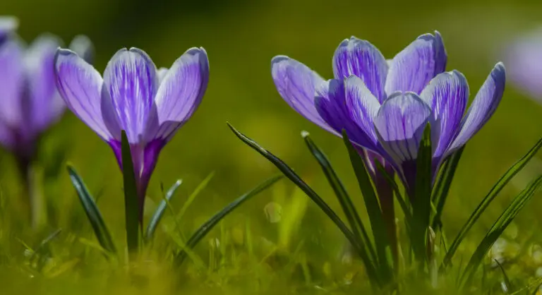 Hurra der Frühling 2
