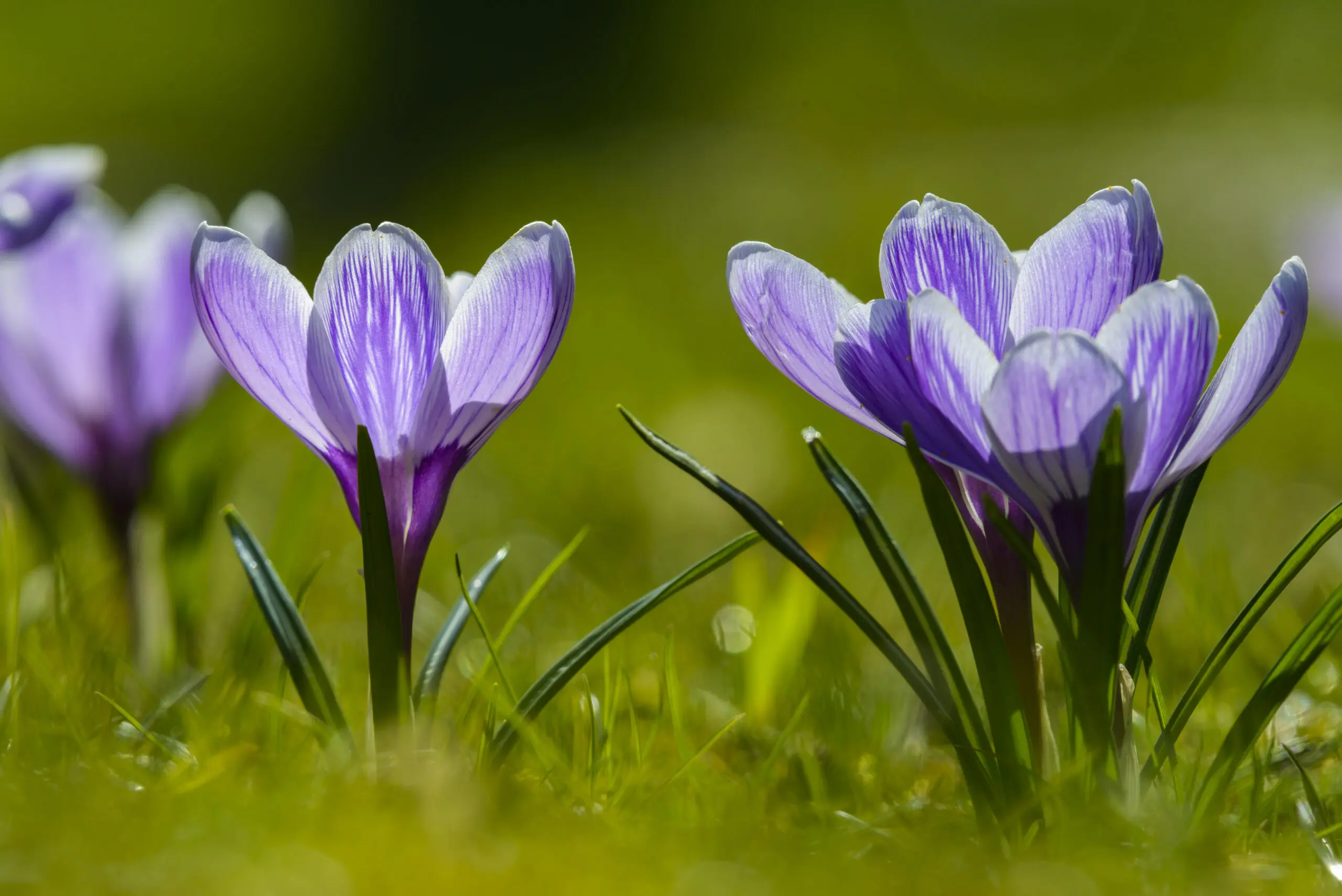 Wandbild (3803) Hurra der Frühling präsentiert: Details und Strukturen,Natur,Pflanzen