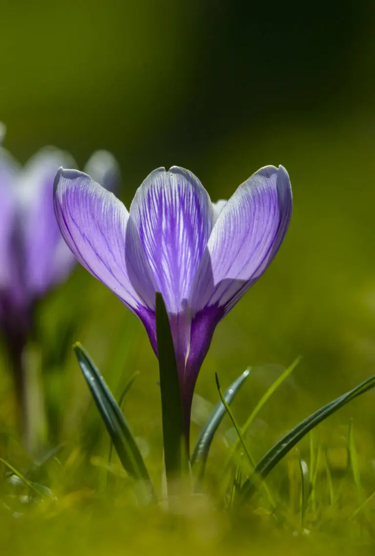 Spring Flower 2