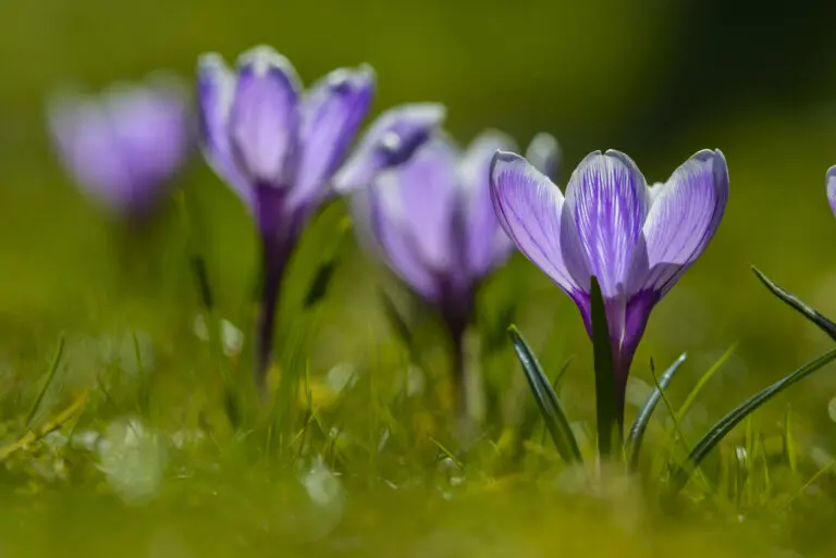 Spring Flower