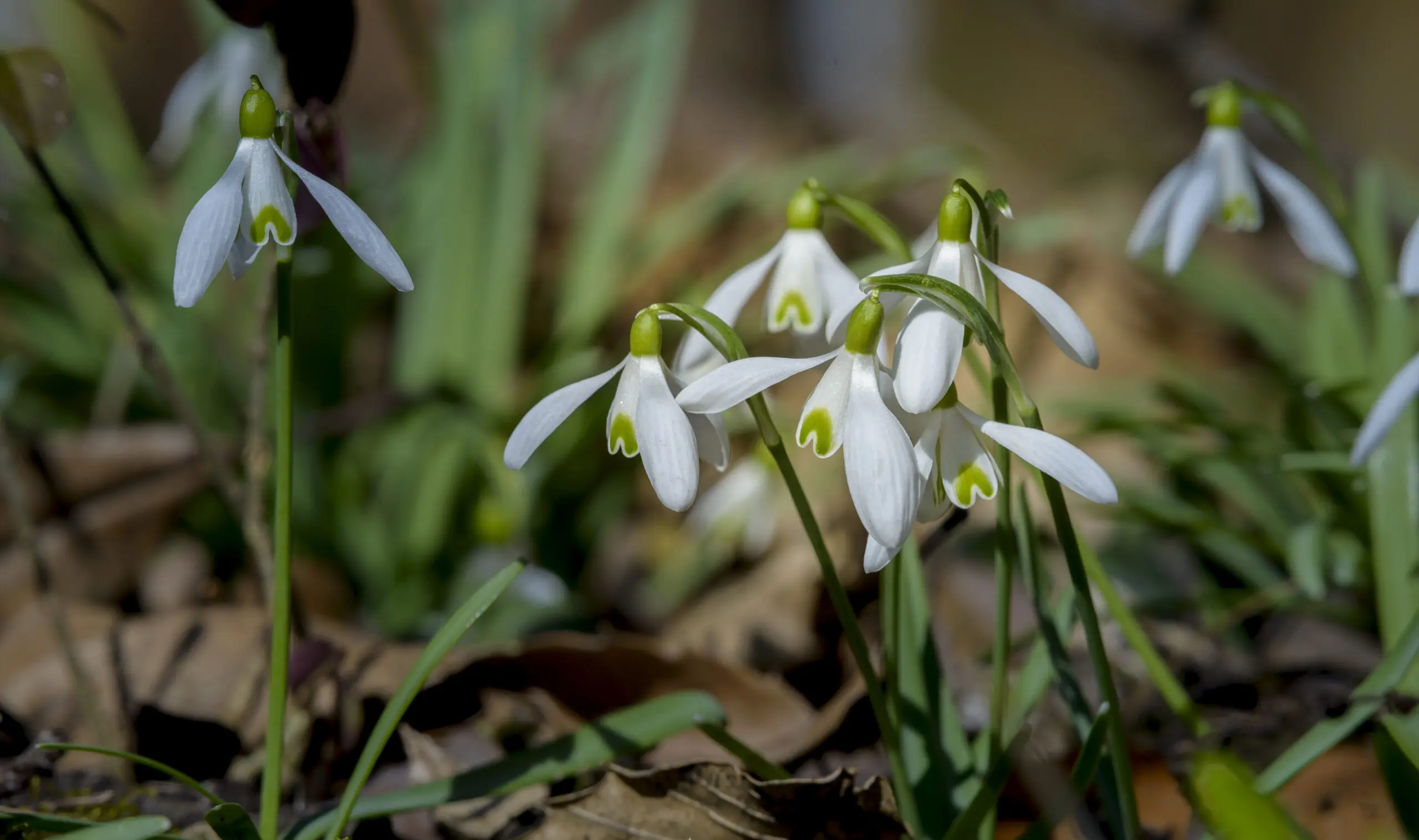 Wandbild (3798) Schneeglöckerl präsentiert: Natur,Blumen und Blüten