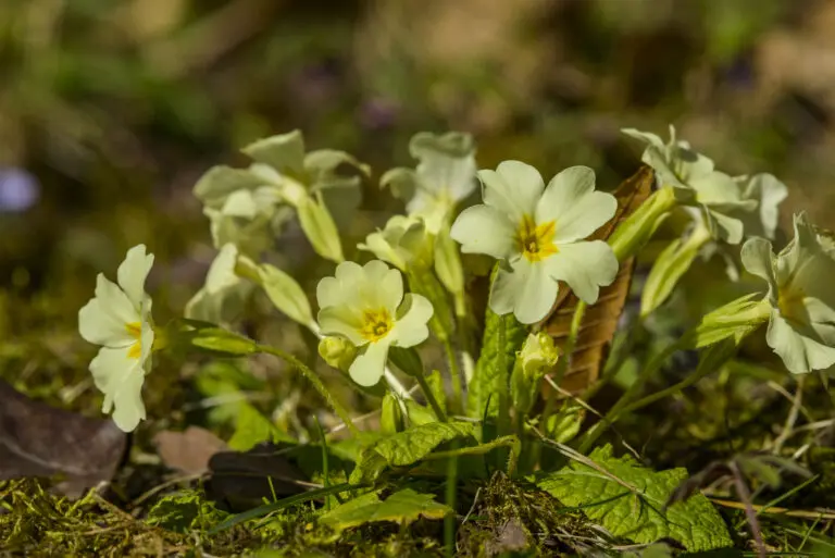 Frühlingsbote
