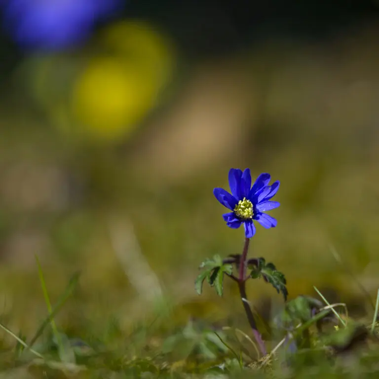 Conley blue