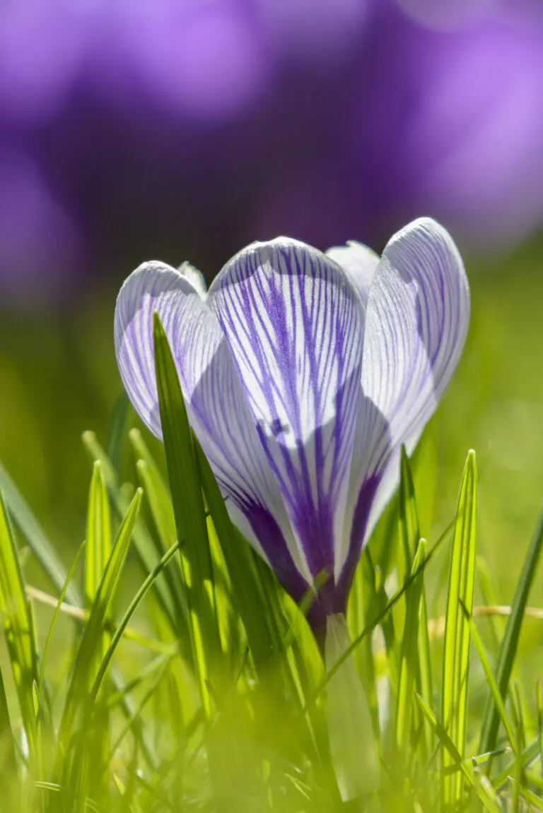 Spring flower 3