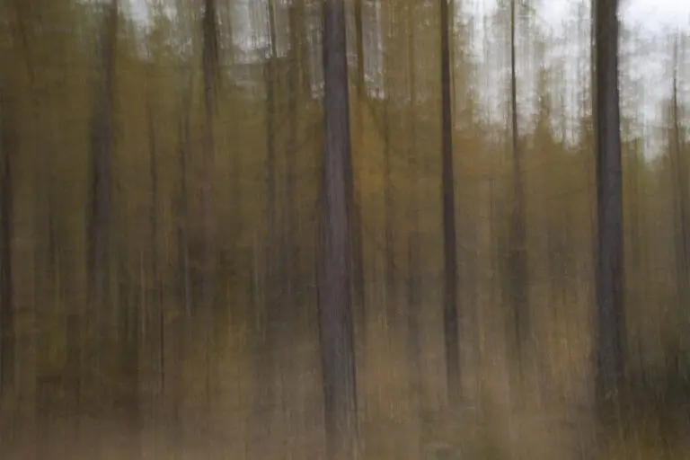 Lärchenwald