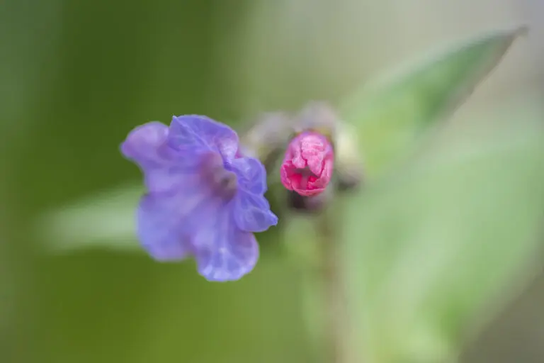  (3826) Händel   Gretel präsentiert: Blumen und Blüten, Details und Strukturen, Natur, Pflanzen
