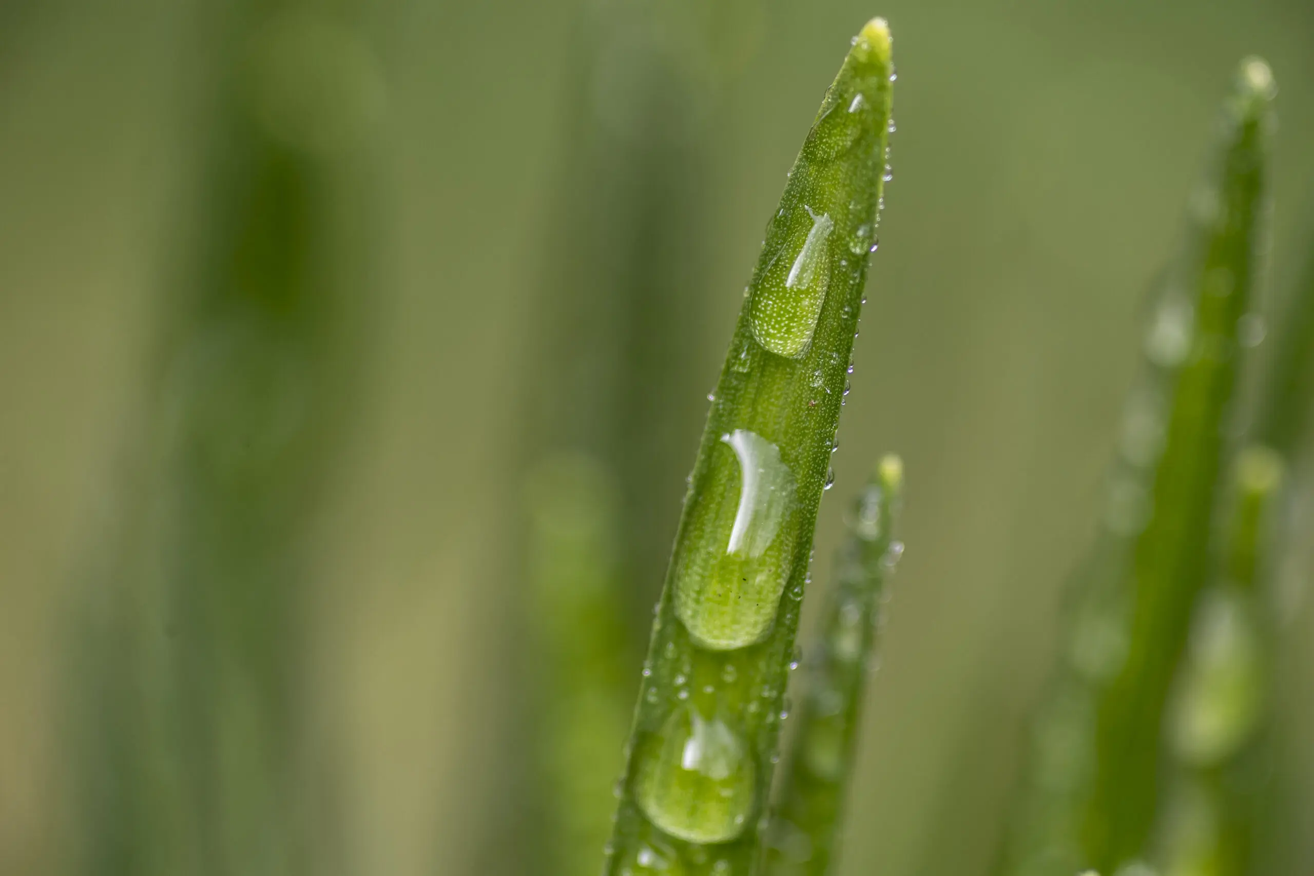 Wandbild (3825) 3 Drops präsentiert: Details und Strukturen,Natur,Gräser,Makro,Pflanzen,Sonstige Naturdetails