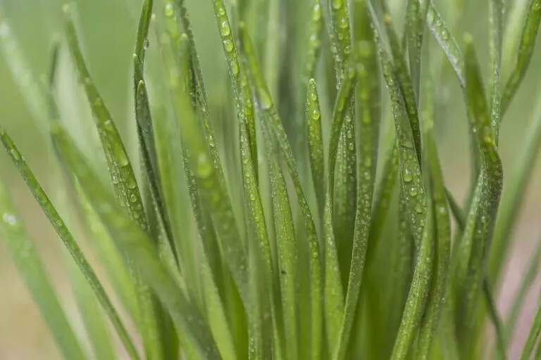  (3824) Green drops präsentiert: Details und Strukturen, Natur, Pflanzen