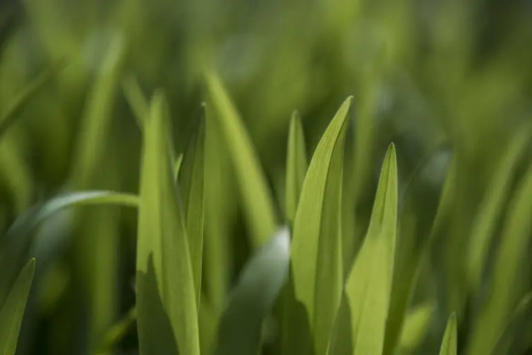  (3823) Green leaves präsentiert: Details und Strukturen, Gräser, Natur, Pflanzen, Sonstige Pflanzen