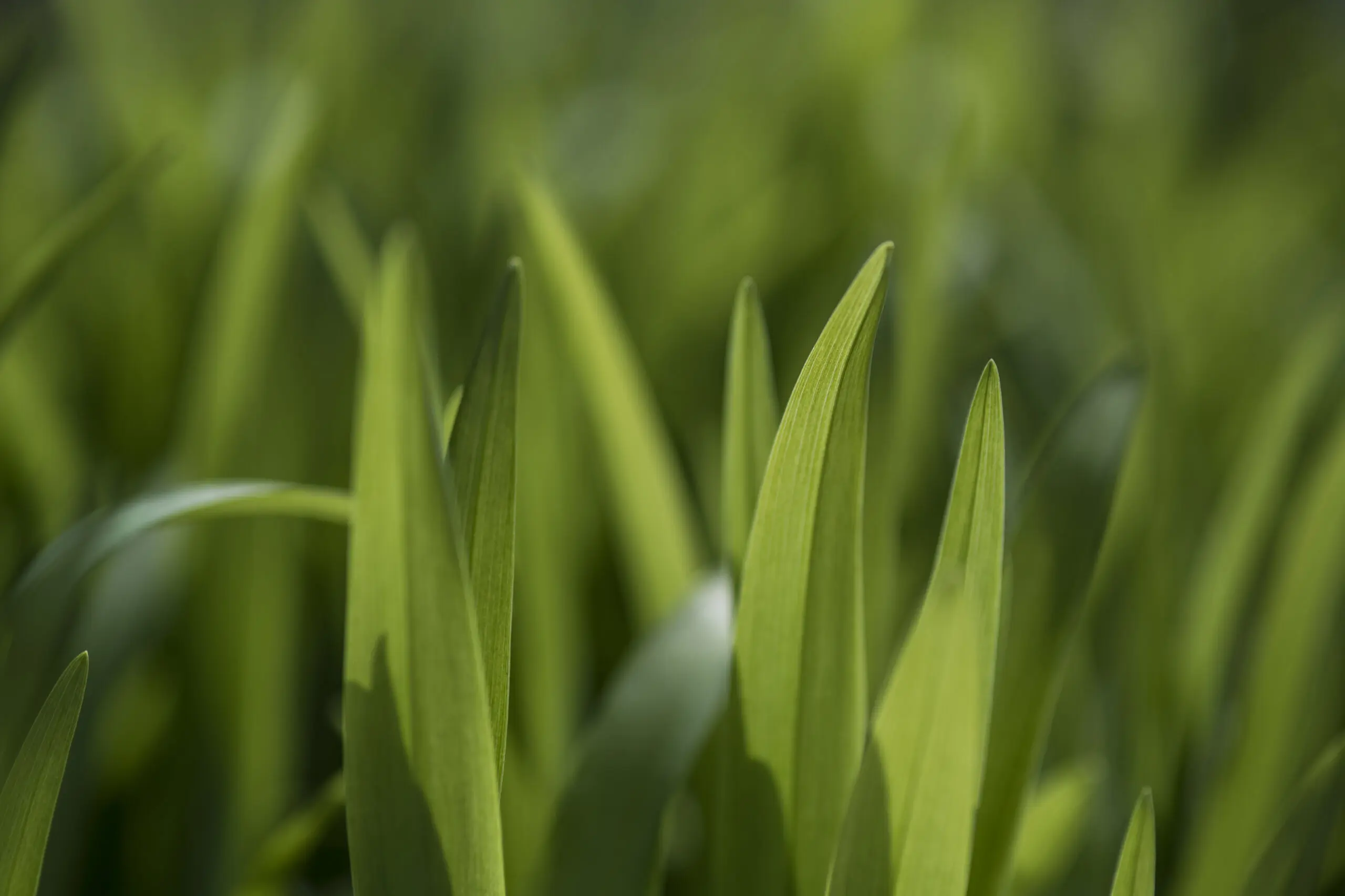 Wandbild (3823) Green leaves präsentiert: Details und Strukturen,Natur,Gräser,Sonstige Pflanzen,Pflanzen