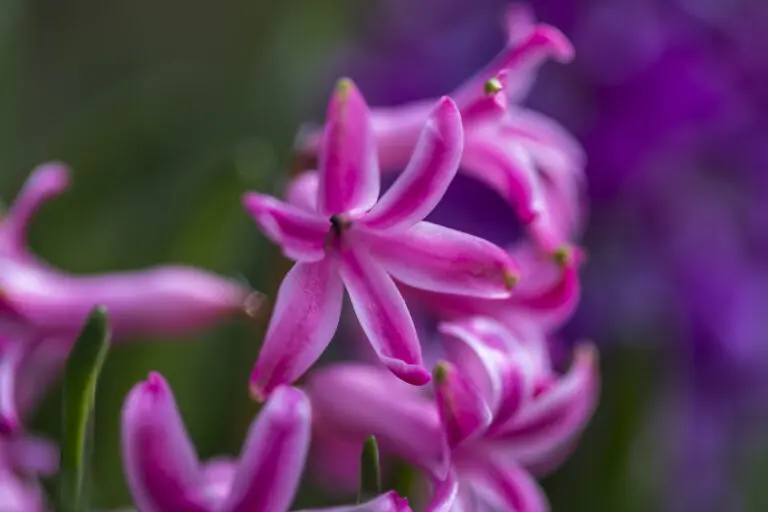 Pink Star