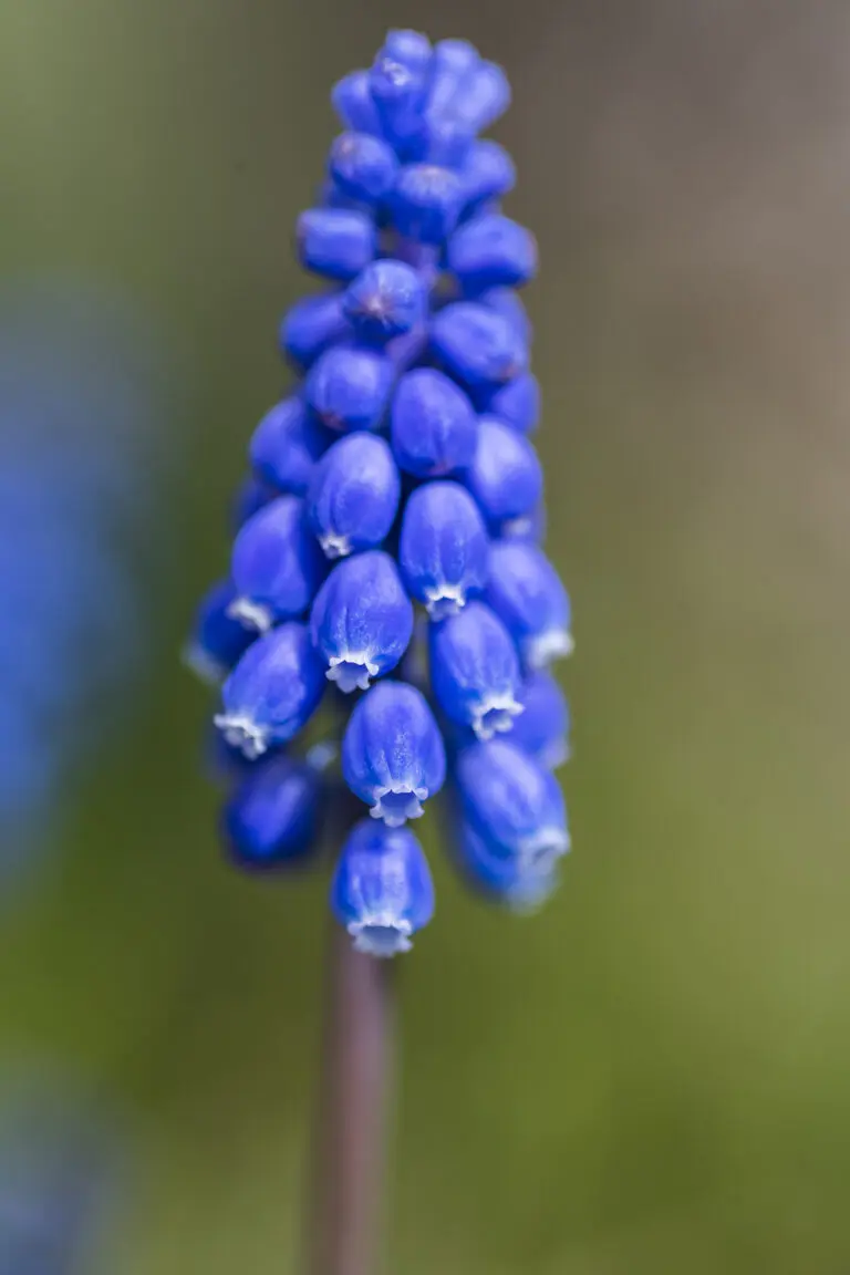 Blue Flower