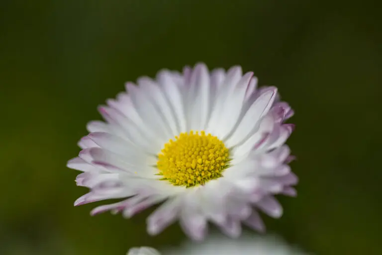 Daisy