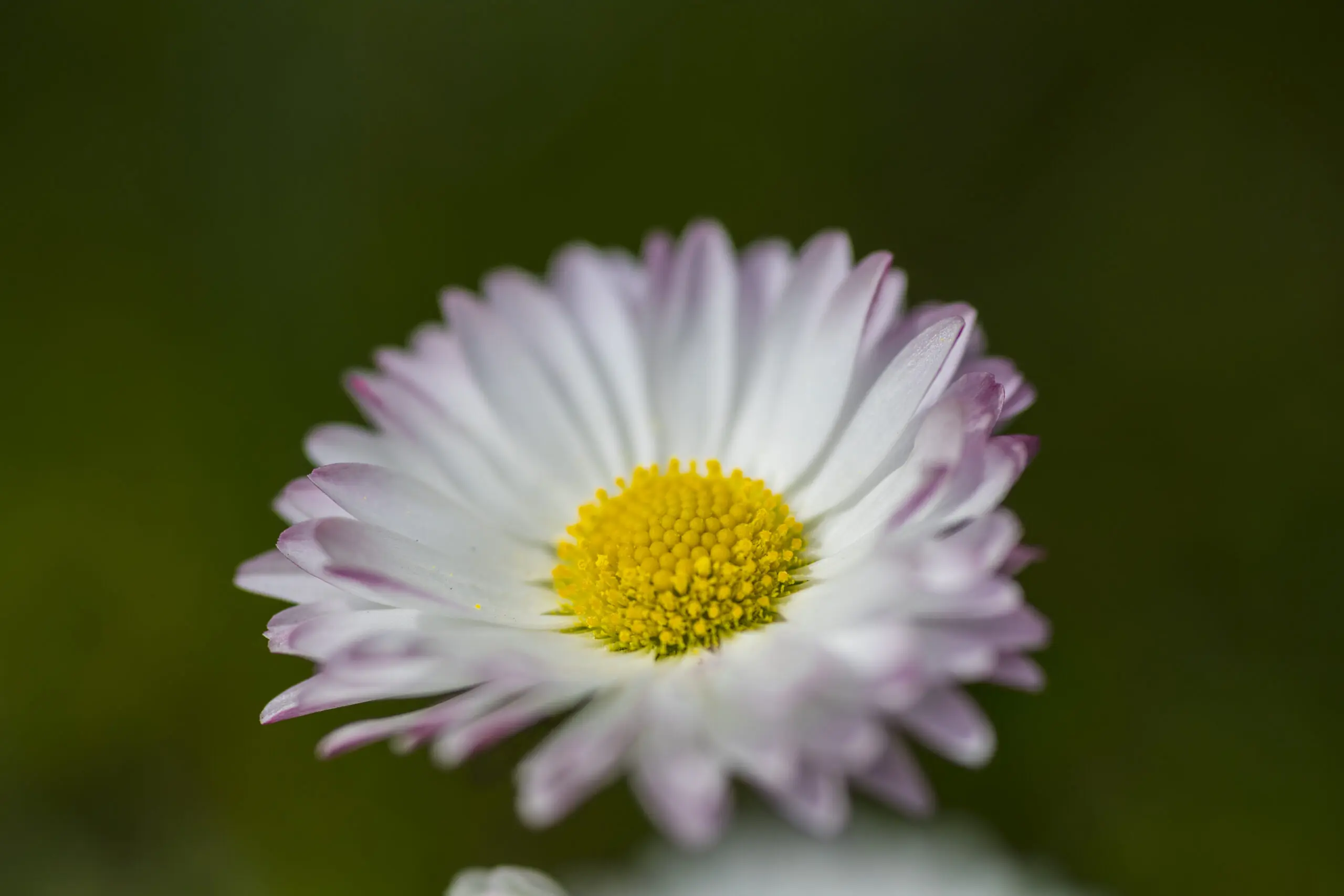 Wandbild (3816) Daisy präsentiert: Details und Strukturen,Natur,Blumen und Blüten
