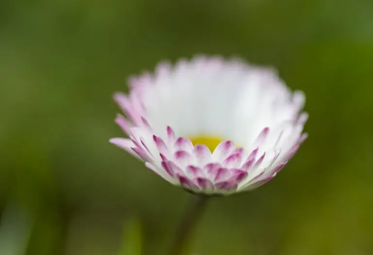 Pink  Daisy
