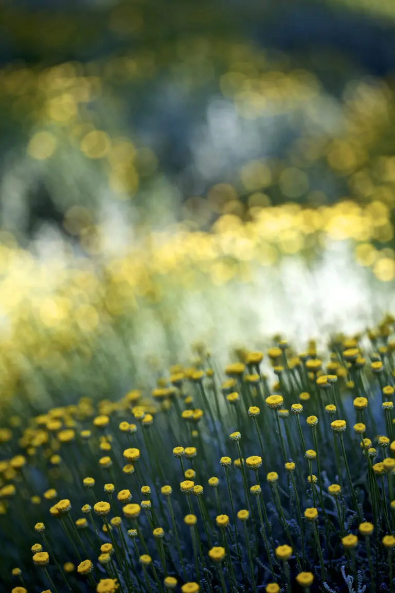  (3830) Gelbe Punkte präsentiert: Blumen und Blüten, Natur