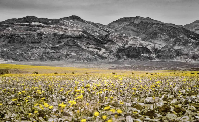 Desert Flowers