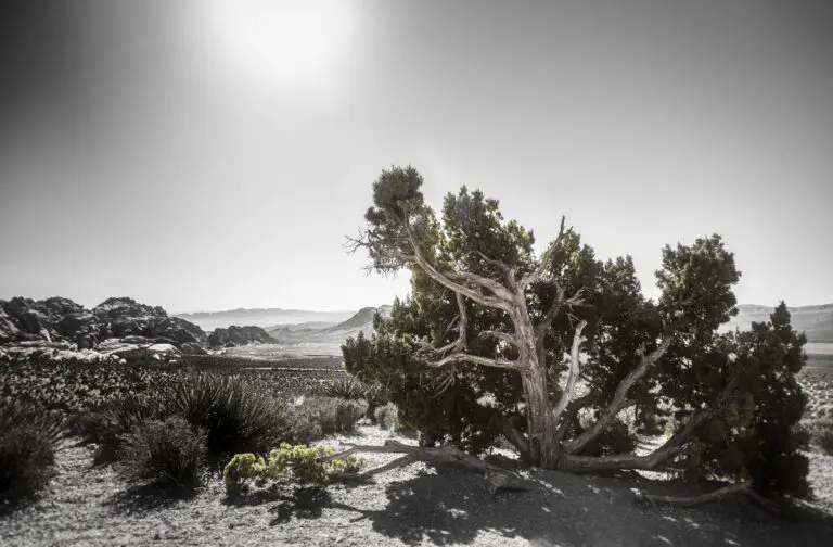 Trees 3