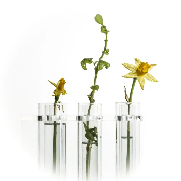 Flowers 2