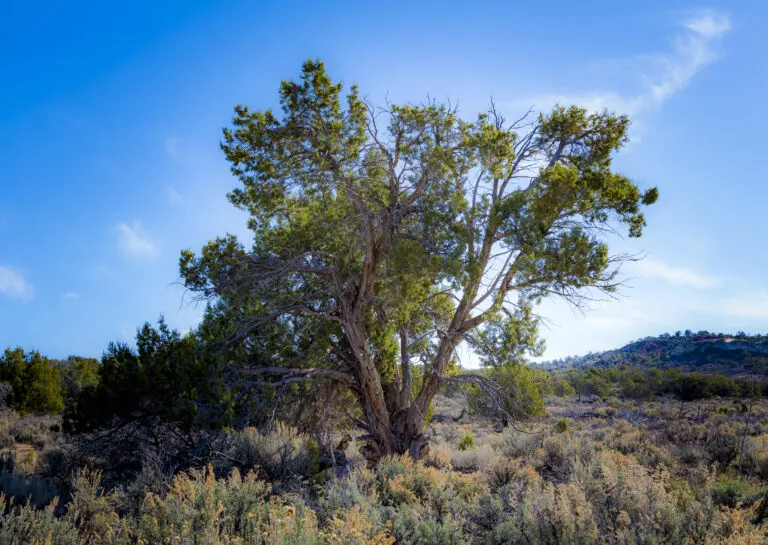 Living Desert 1