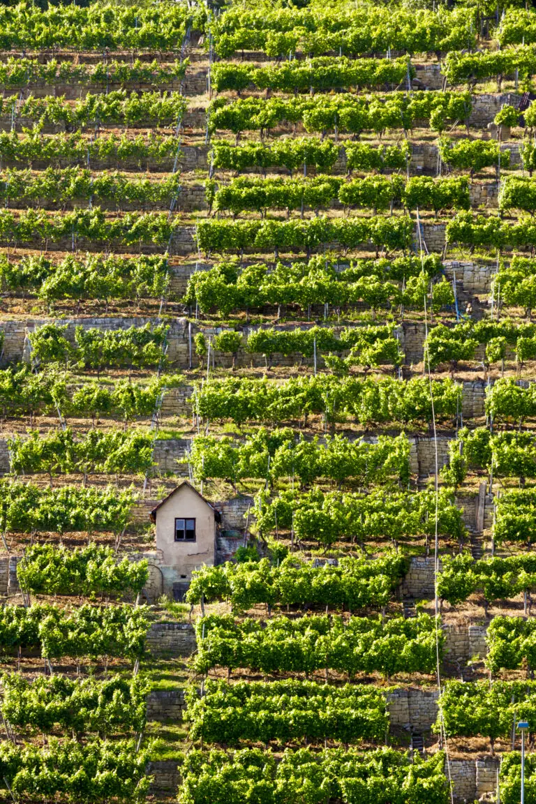  (3878) im Weinberg präsentiert: Detailaufnahmen, Landschaften, Natur, Parkanlagen und Gärten, Sonstige Pflanzen