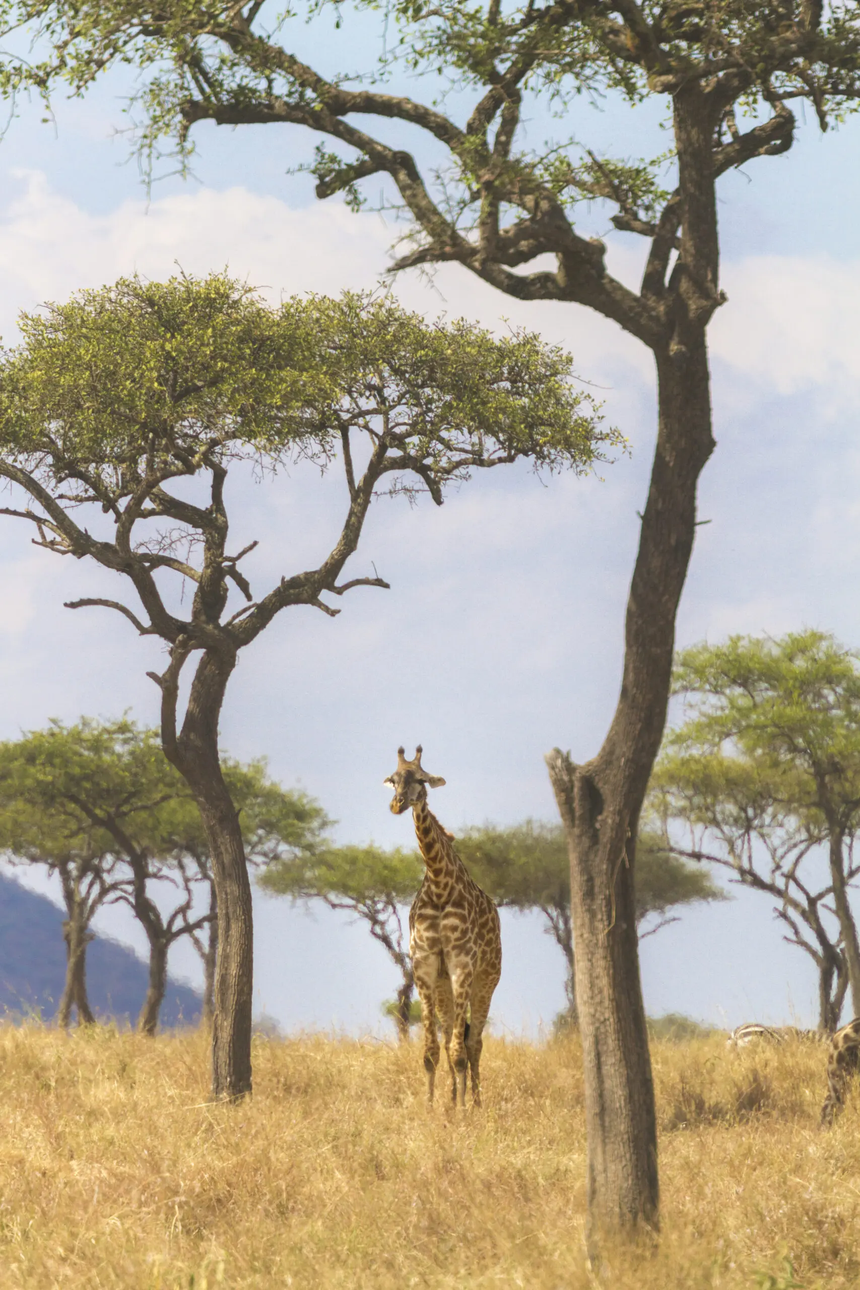 Wandbild (3860) Giraffe-1 präsentiert: Landschaften,Natur,Tiere,B&auml;ume,Afrika,Sommer,Aus Afrika